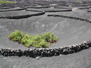 lanzarote-wine