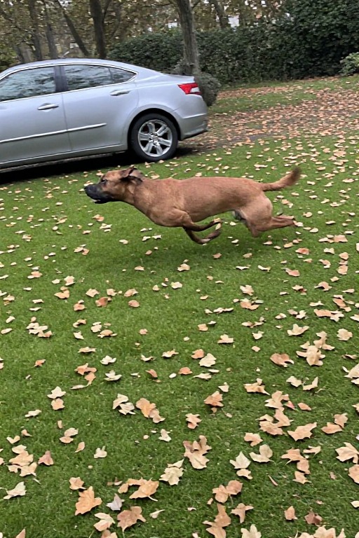 Brown Dog Sprint Autumn Leaves