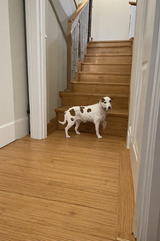 Click Clack Trashwalk Dog